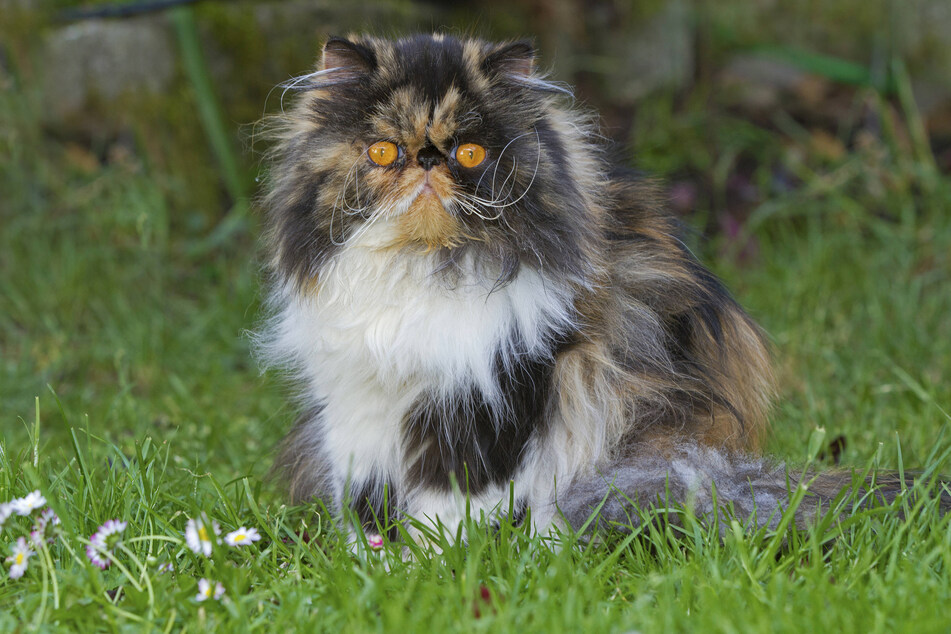Have you ever seen a more adorable tuxedo cat than the Persian?