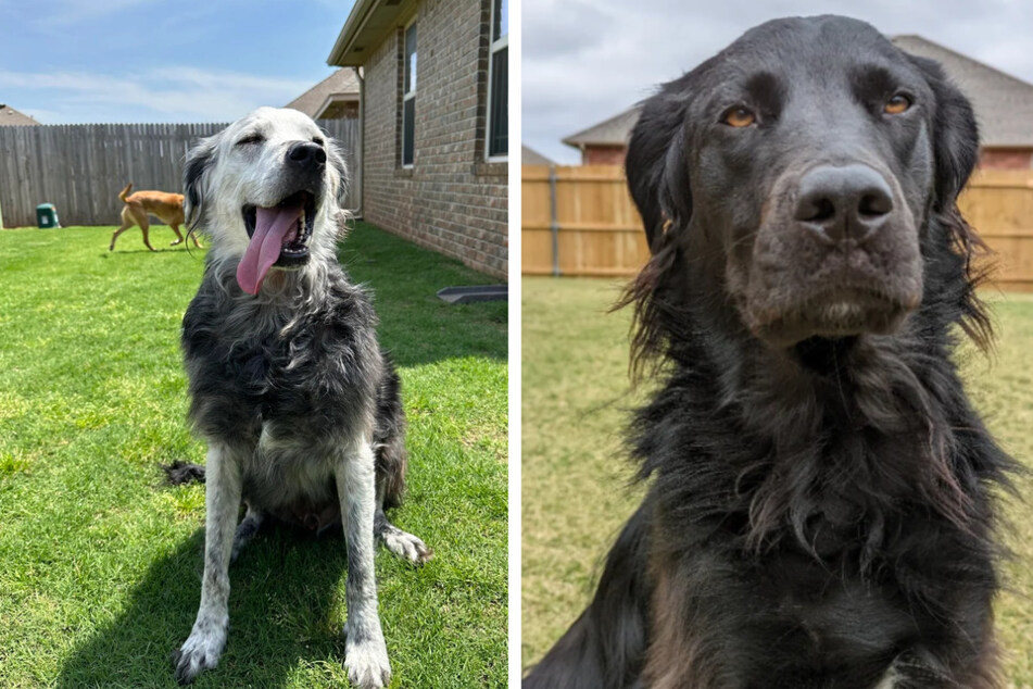Dog's rare skin condition makes him unrecognizable!