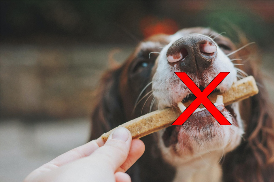 Dog treats: Best homemade and healthy treats for dogs