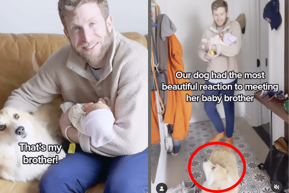 Corgi welcomes new baby in major meet-cute: "We’re all crying now"