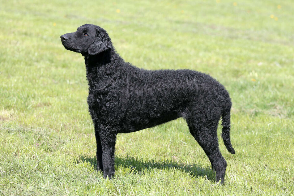 Curly-haired retrievers are remarkably friendly and insanely agile.