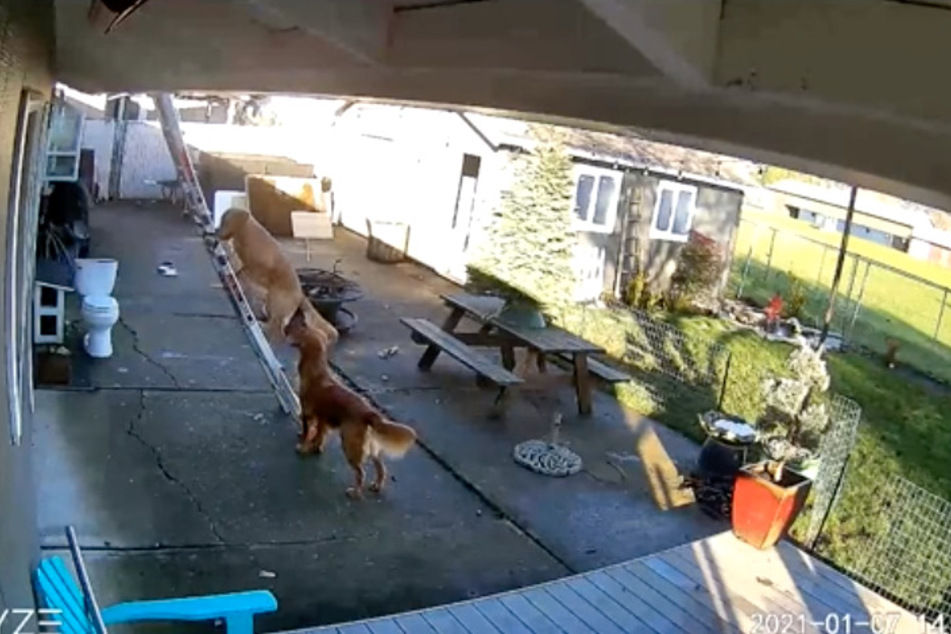 Top dog: security camera reveals retriever's remarkable climbing skills