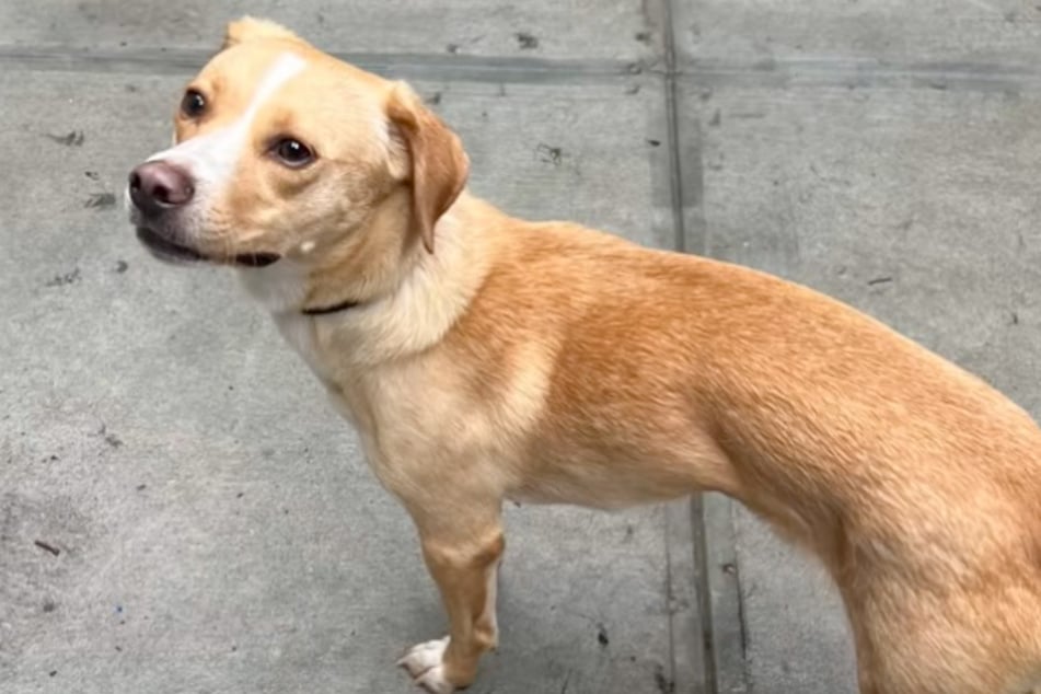 Pete caused a lot of confusion when he showed up at his doggy daycare alone after his leash snapped during a walk.