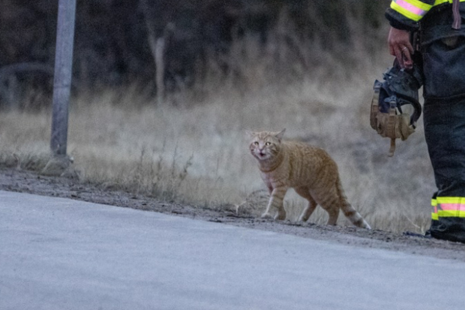 Cat helps firefighters after accident and finds unexpected rescue