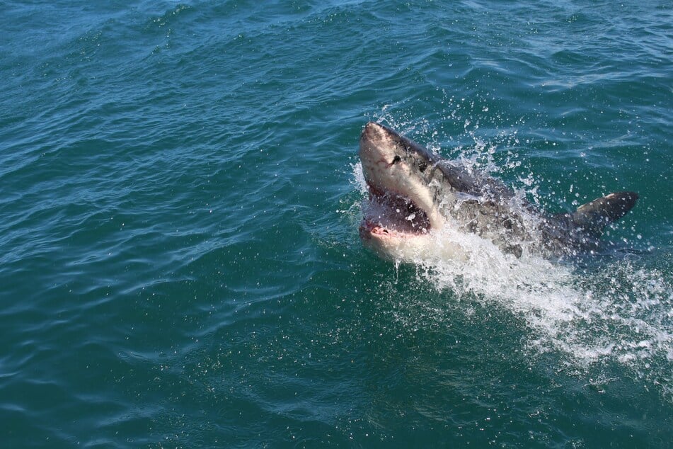 Australian authorities searched Wednesday for the remains of a 55-year-old surfer after a witness reportedly saw an attack by a large shark that "had his body in his mouth." (stock image)
