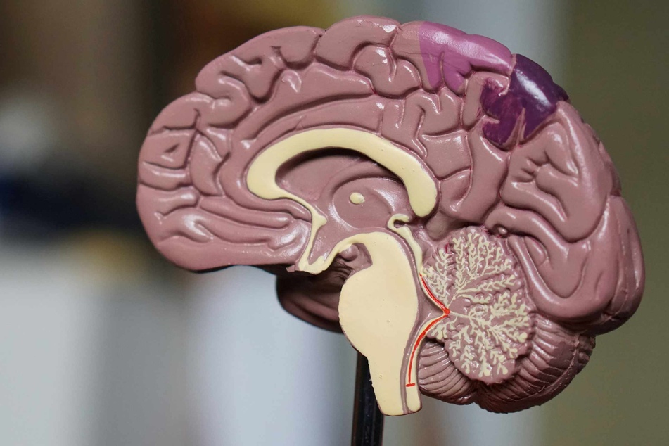 The new dog obesity study sheds light on how DENND1B affects a brain pathway responsible for regulating energy balance and appetite.