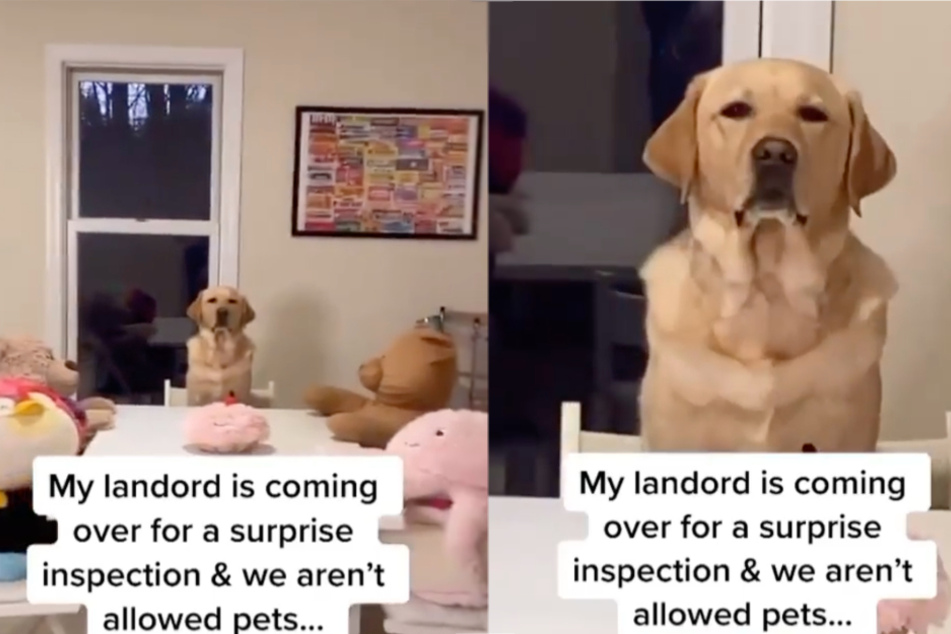 Landlord doesn't allow pets, but this dog knows how to stay incognito!