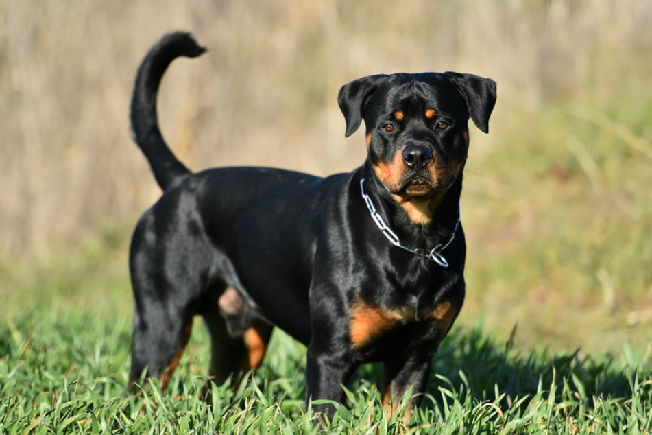 Dog dies after being left inside a parked car in 85 degree heat