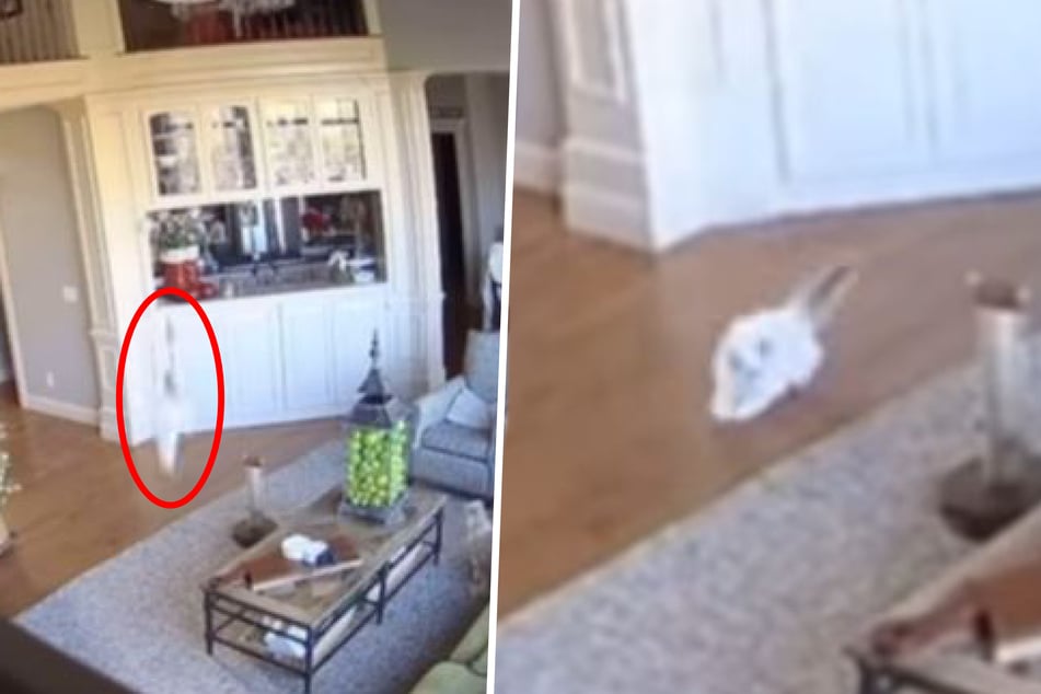 The clip shows how Apollo the cat lands on all fours.
