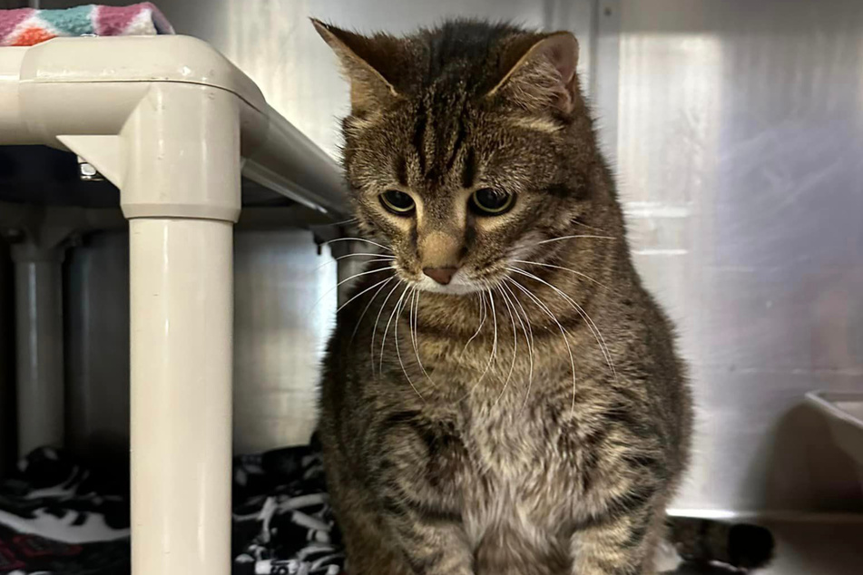 TikTokers are furious that this cat got dumped because his mom's new boyfriend has allergies!