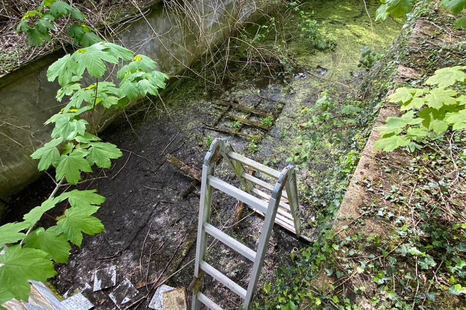 The four fox kits were cowering in this old swimming pool when they were found.