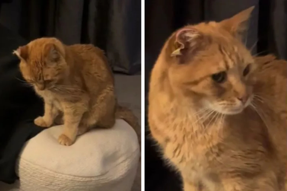 Hoss the cat returned home after six weeks, but his injuries bore witness to a hard life out on the streets.