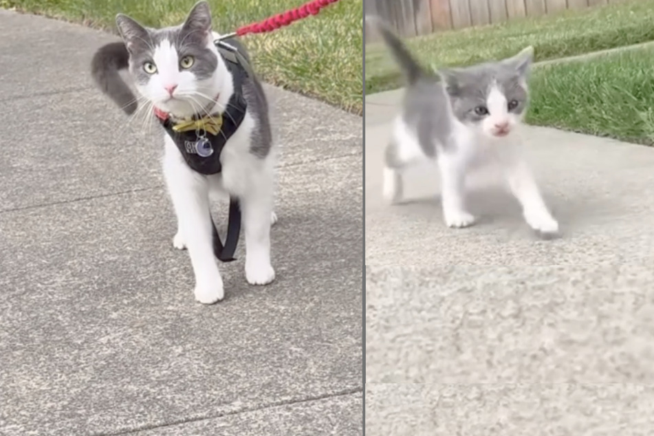 Cat has sweetest reaction after being brought to the place where he was rescued years before