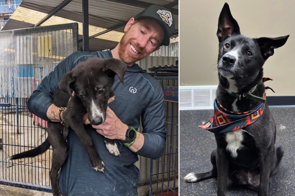 Grieving dog owner finds new furry friend while scattering pet's ashes!
