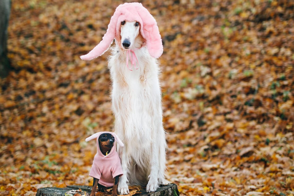 Borzois are strange but wonderful white dogs.
