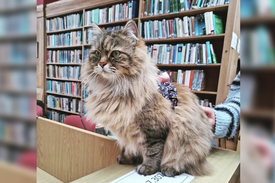 The Siberian Forest Cat "Issy" has become an unofficial support animal.