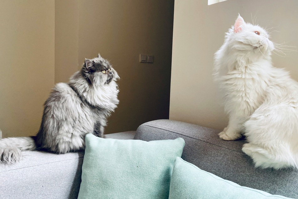 Persian cats are incredibly cute, and can be quite well-behaved even when they're a Tom.