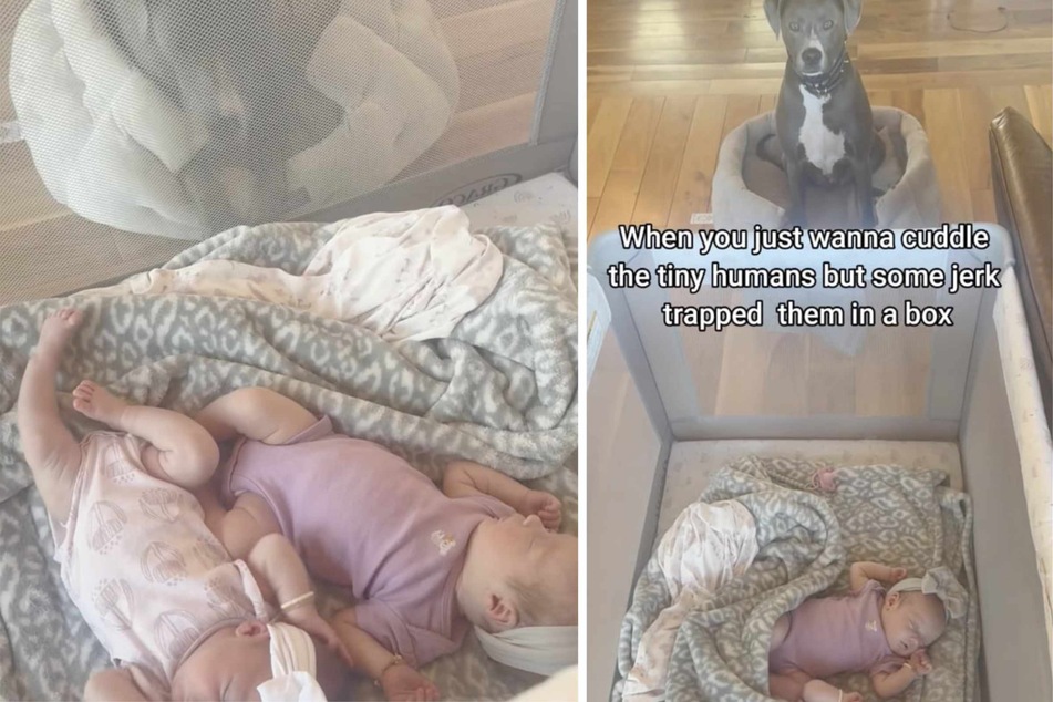 Dog desperately wants to play with new baby sisters, but "some jerk trapped them in a box!"