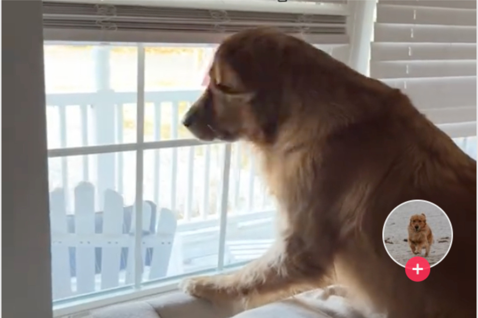 A dog owner filmed her Golden Retriever before and during an encounter with his girlfriend.