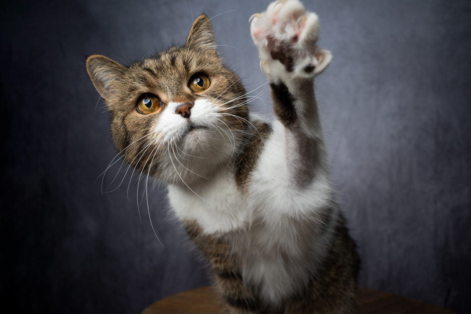 Aggressive or playful cat scratching behavior can be redirected.