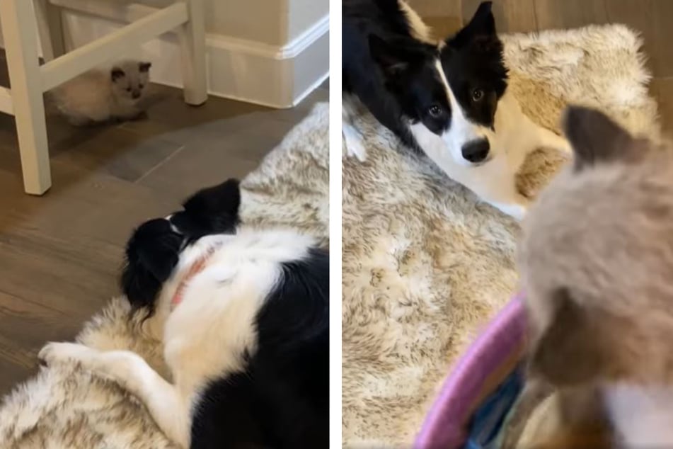 Border collie melts hearts after sweet reunion with kitten friends