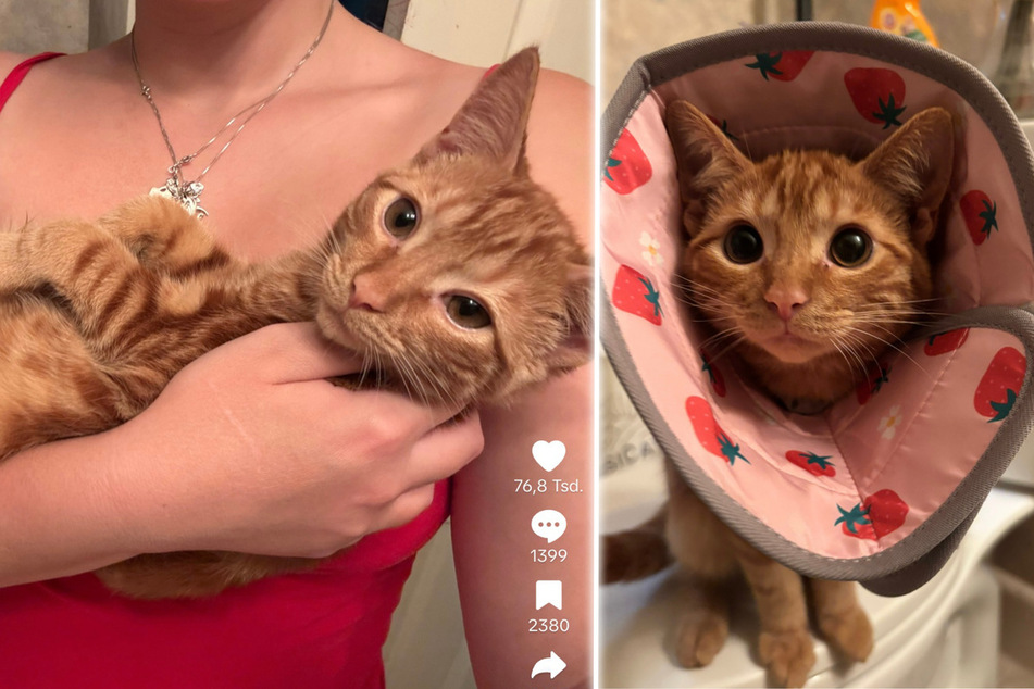 Nugget the cat has since grown to be nearly full-sized – as recent TikTok photos prove – and shows off his silly personality every chance he gets.