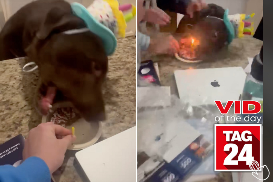 Today's Viral Video of the Day features an excited dog who almost ruined his birthday surprise by not having enough patience before eating cake!