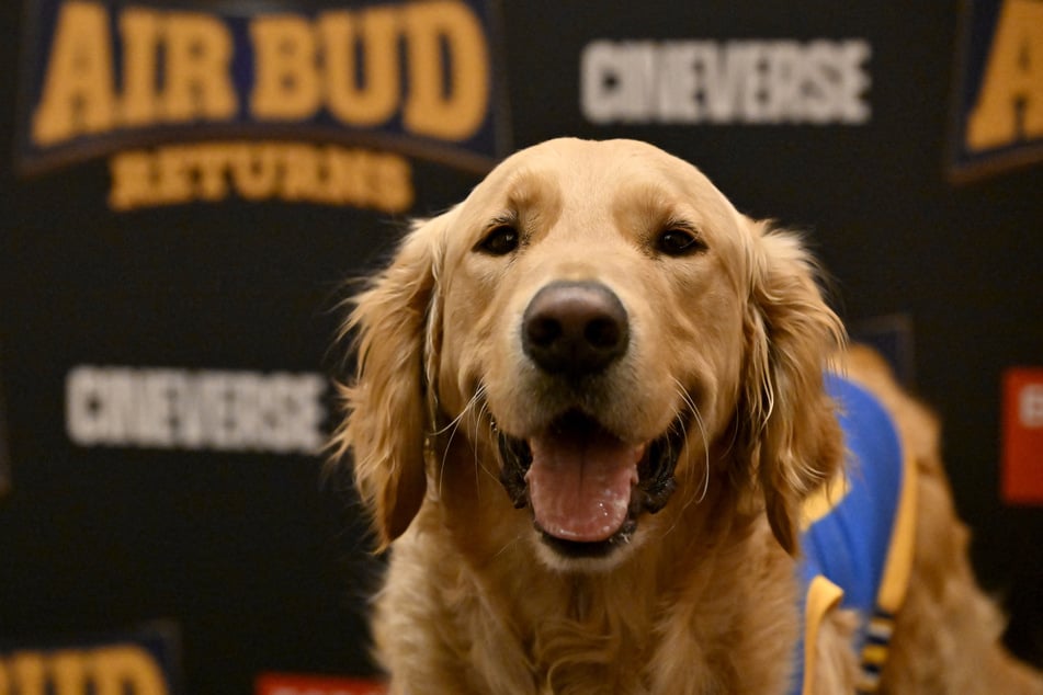 Air Bud director weighs in on future of doggie actors amid rise of AI