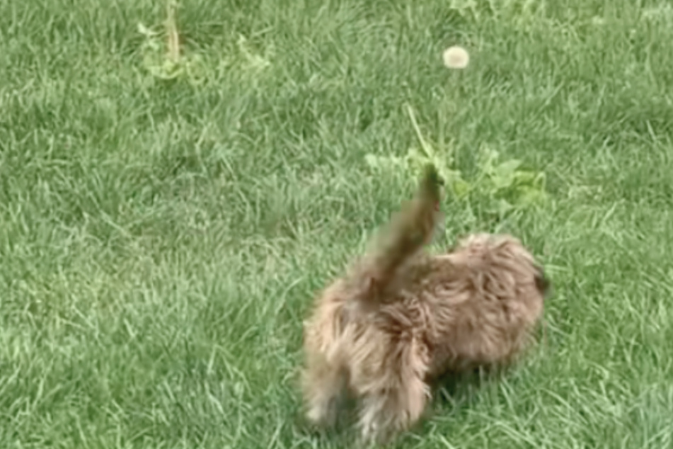 The rescued dog almost went berserk at the sight of the dandelion.