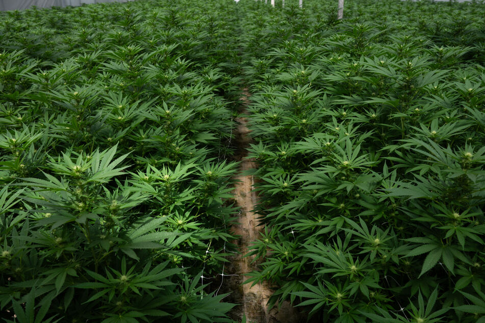 The US government has reclassified marijuana, making it easier for Americans to use the drug for medical reasons.
