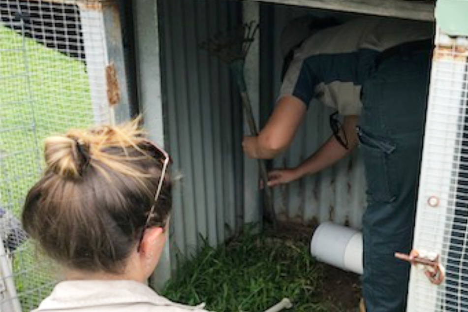 Chicken owners make shocking discovery in coop: "Croc-a-doodle-do!"