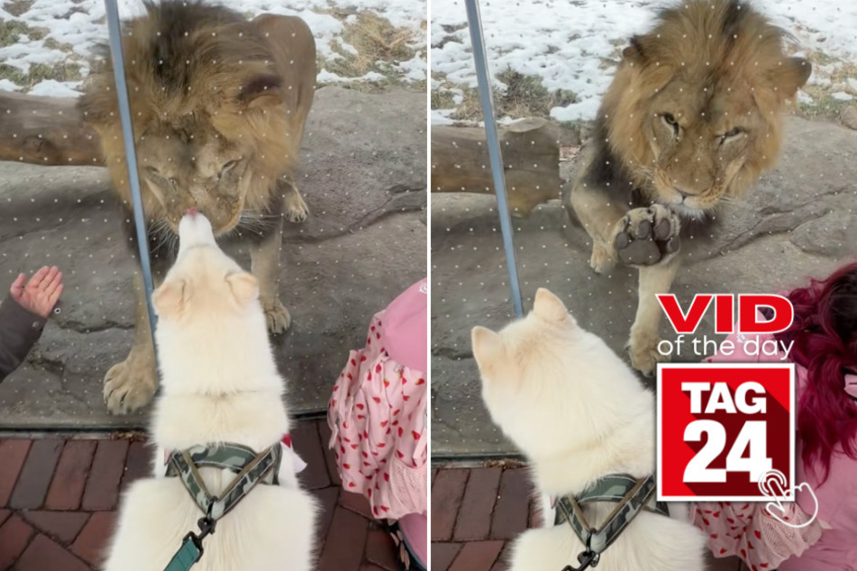 Viral Video of the Day for January 5, 2026: Husky has playful standoff with lion at zoo
