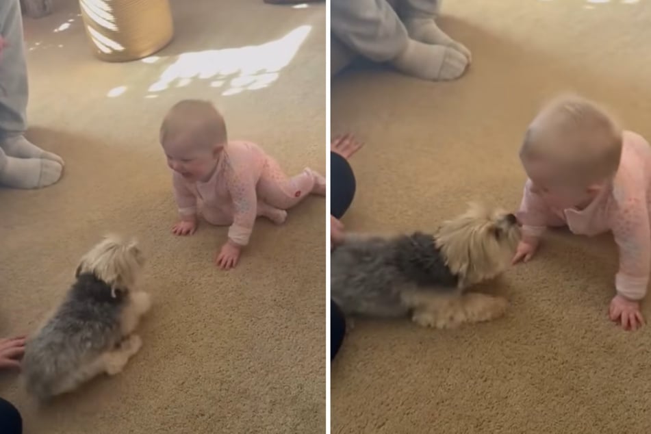Tiny dog meets baby for the first time in viral exchange, but users are worried for this reason