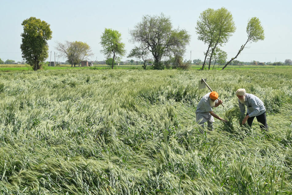 Climate change could slash crop yields by a quarter, alarming new research reveals