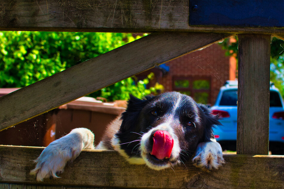 Dogs love to lick their lips, even if there's no clear reason to do so.