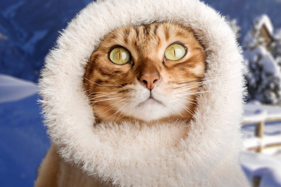 Do Bengal cats cause allergies, or are they hypoallergenic?