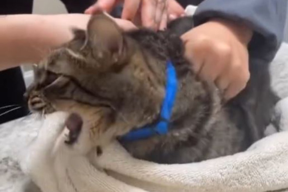 Milo the cat freaked out when he received an injection at the vet.