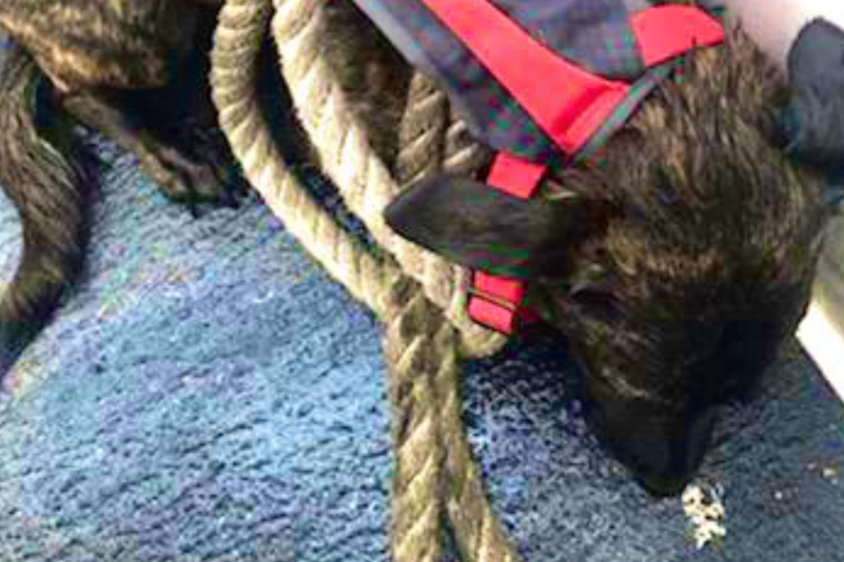 Owners desperately searching for runaway dog get a surprise call from NYPD
