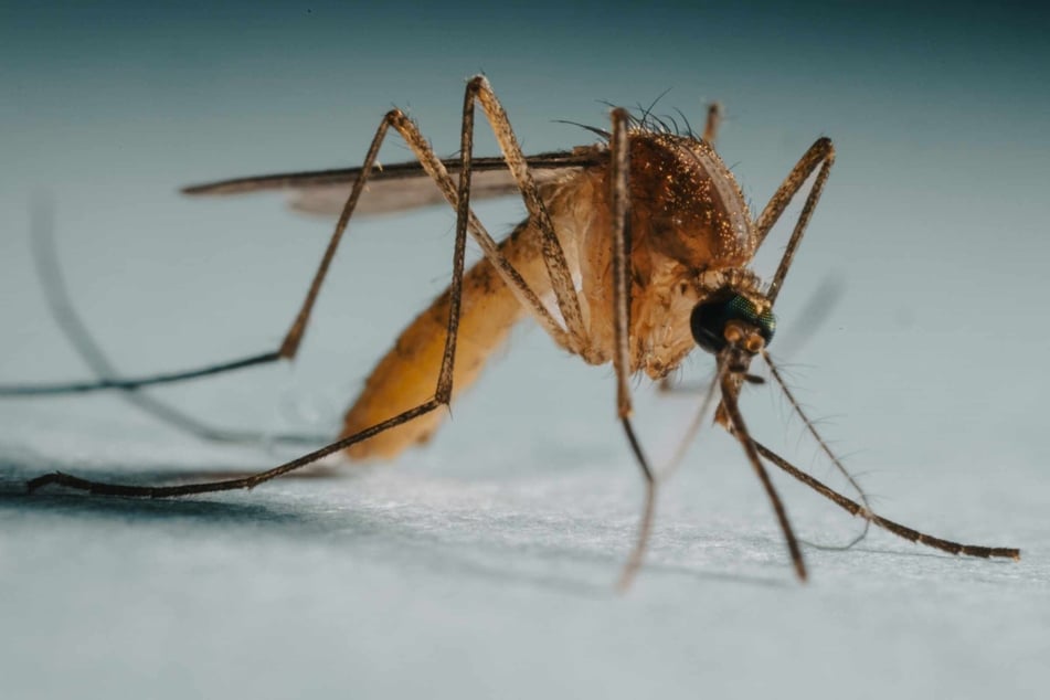 Why are some people "magnets" for mosquitos? Science has the answer