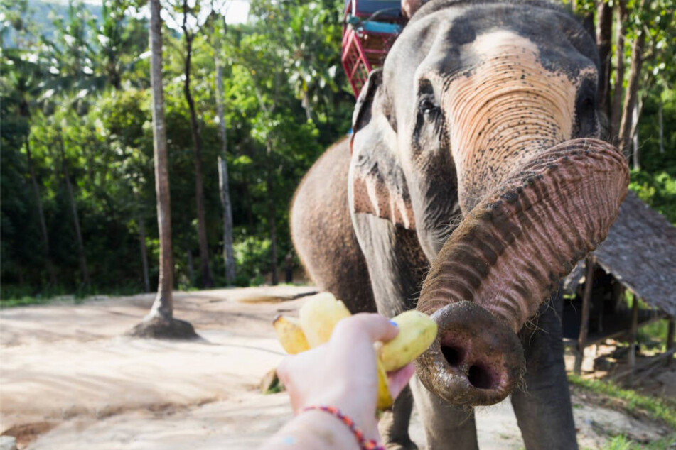 Elephant attacks woman in shocking viral video: "You can’t fool an elephant"