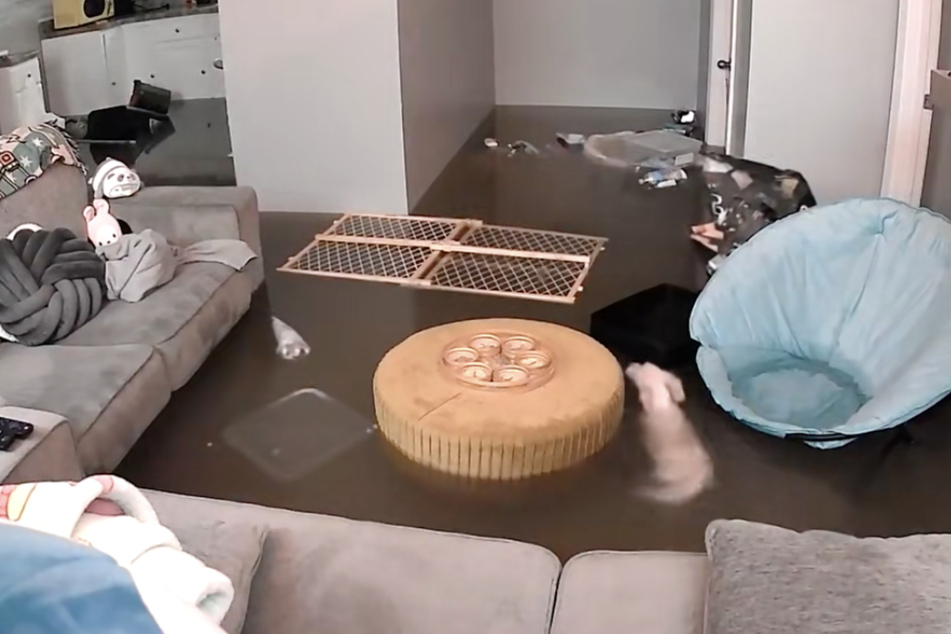 Dog swims in flooded living room as owner watches the pet cam in shock
