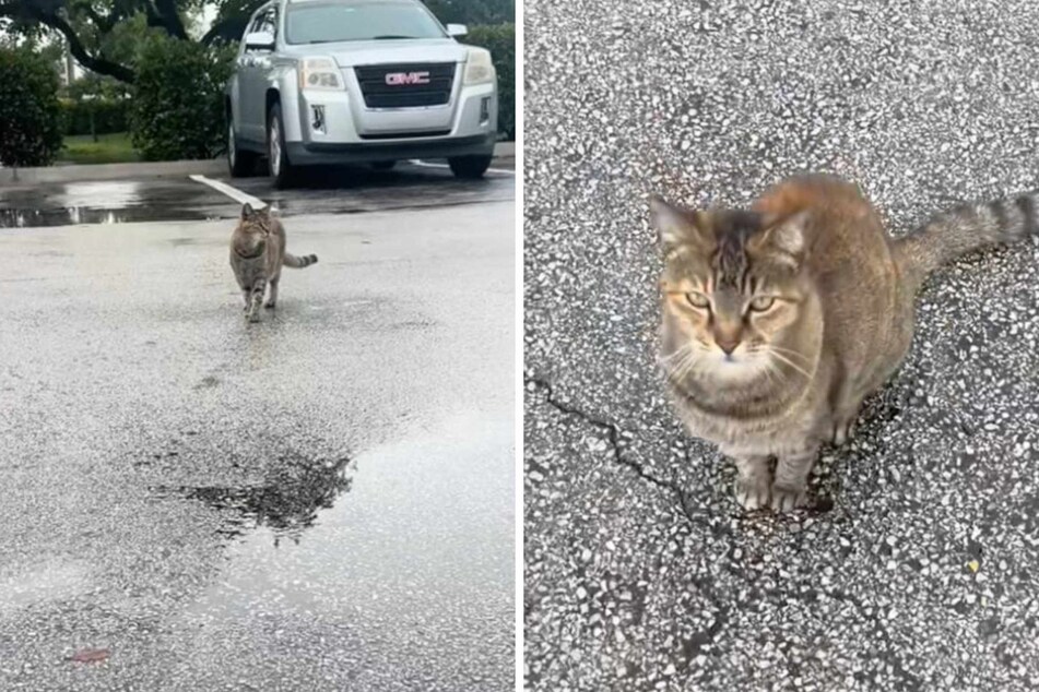 Livy Vic tries to call over a cat standing a few feet away from her in a parking lot.
