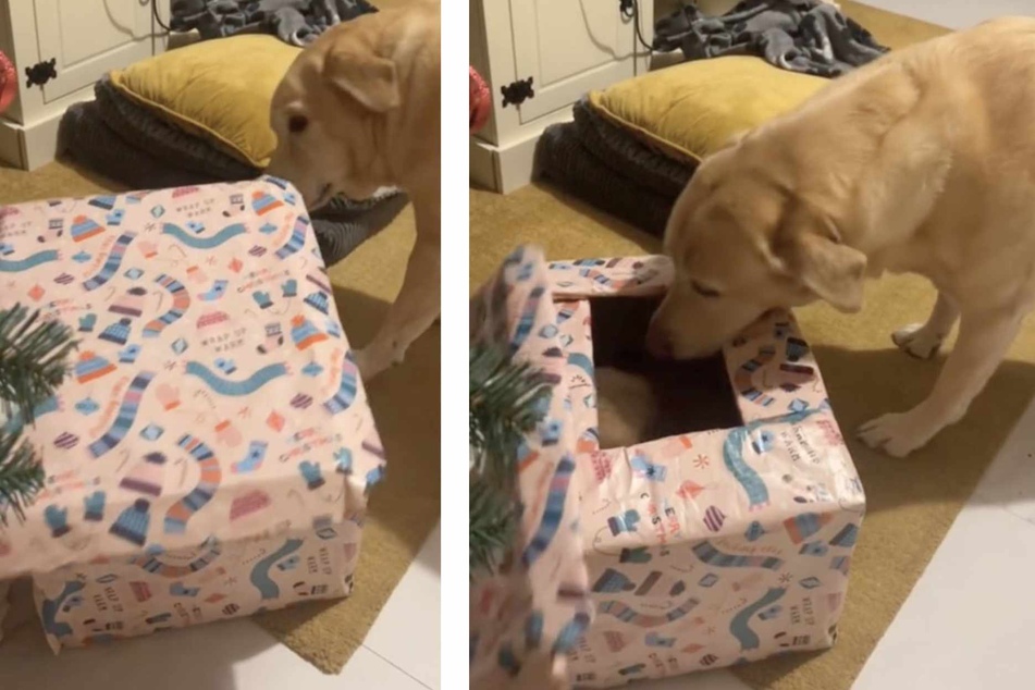 Dog receives new puppy for Christmas and she is... less than thrilled