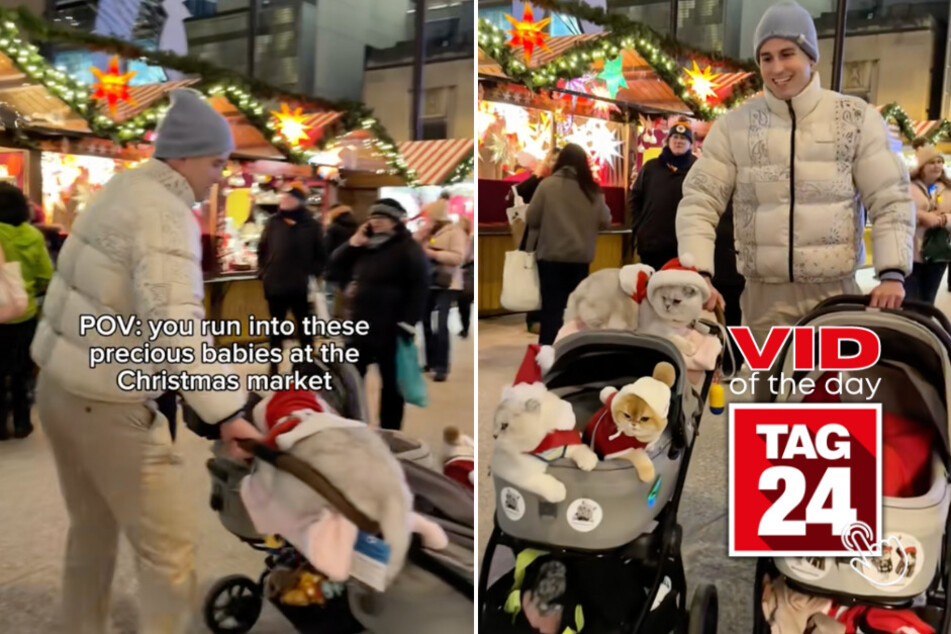 Viral Video of the Day for December 11, 2025: Man's "baby" strollers at Christmas market reveal adorable cats