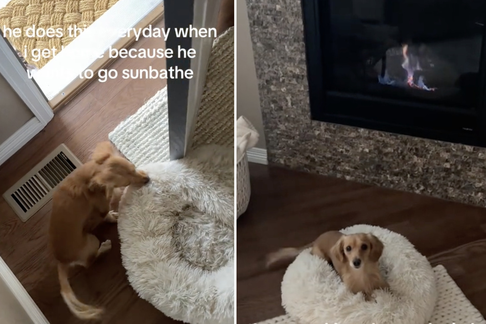 Cash the dog had big plans for a sunbathing session outside, but the weather had its own ideas!