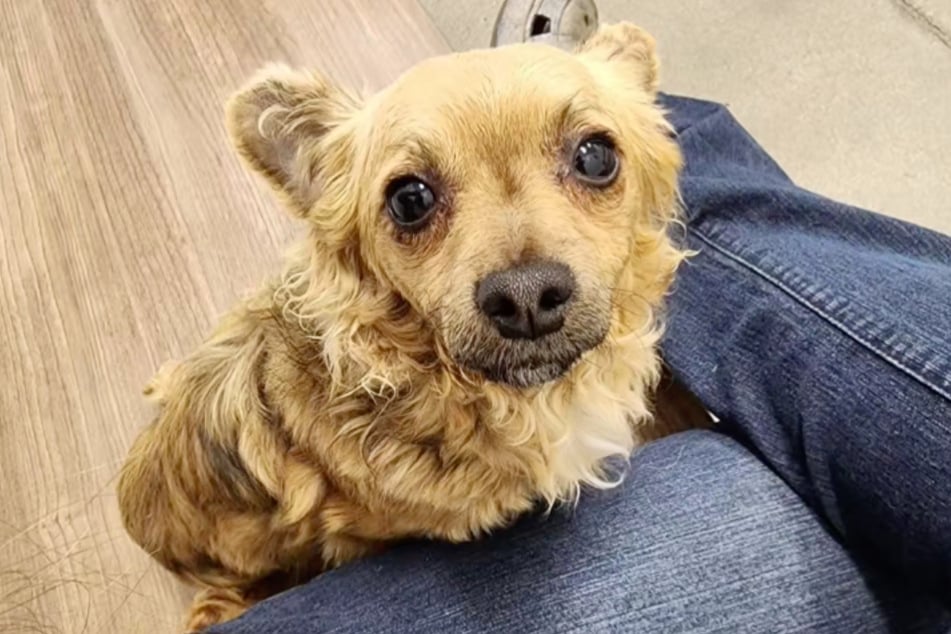 Darby has not been placed yet, no matter how sweet the dog's eyes are.