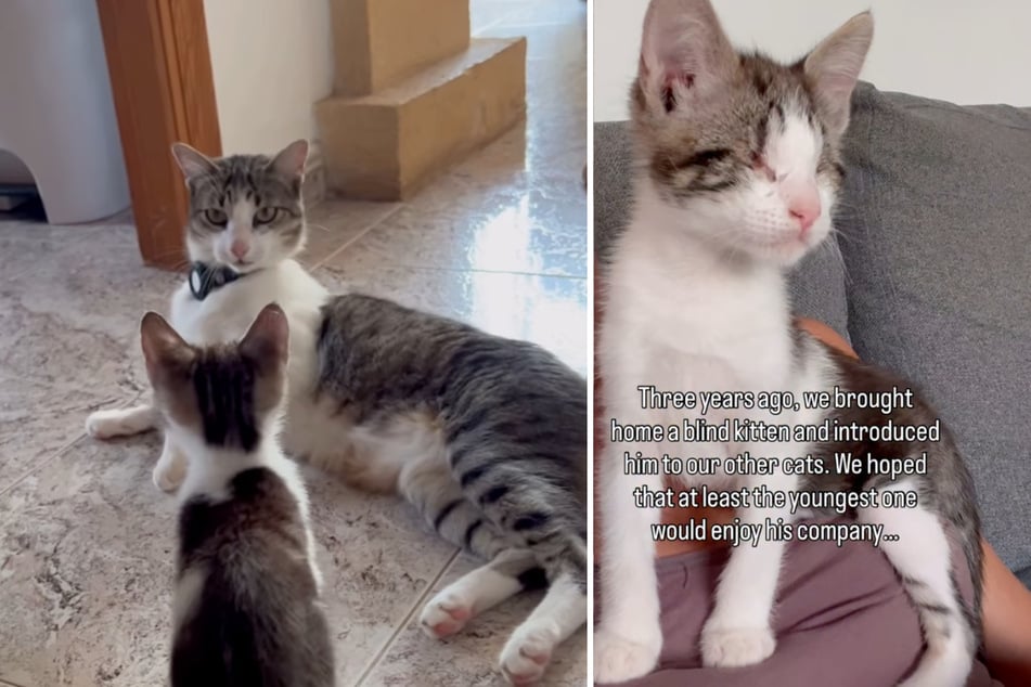 When the Spaniard took in the blind kitten "Patí," the other cats reacted with strong rejection and refused to accept the youngster.