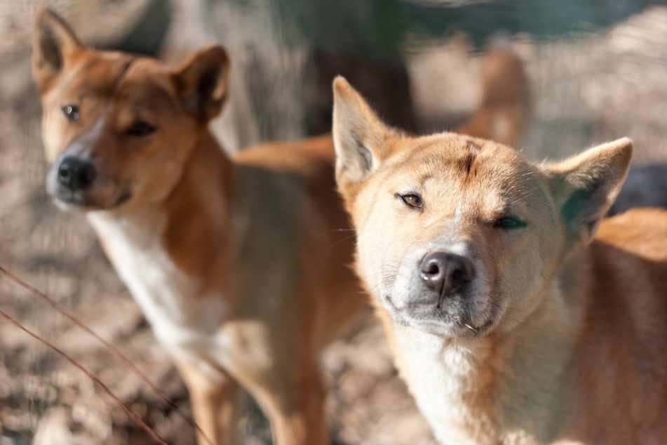 Top 10 most unique dog breeds in the world