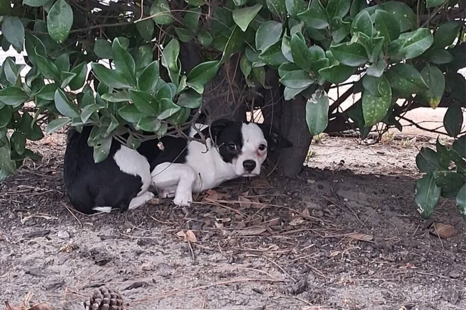 Frightened, the dogs hid under a bush.