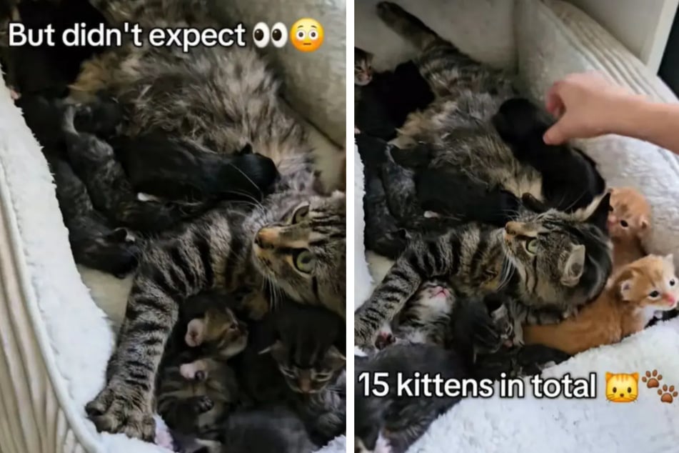 Cat owner prepares for birth of kittens – but is shocked to see just how many arrive!
